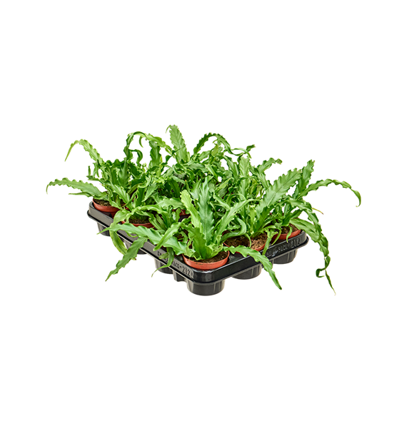 Asplenium antiquum 'Osaka' 12/tray 4ASPOBP60
