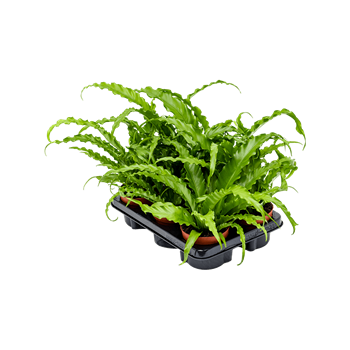 Asplenium antiquum 'Osaka' 6/tray 4ASPOBP05