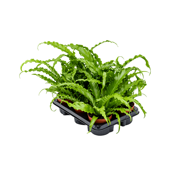 Asplenium antiquum 'Osaka' 6/tray 4ASPOBP05