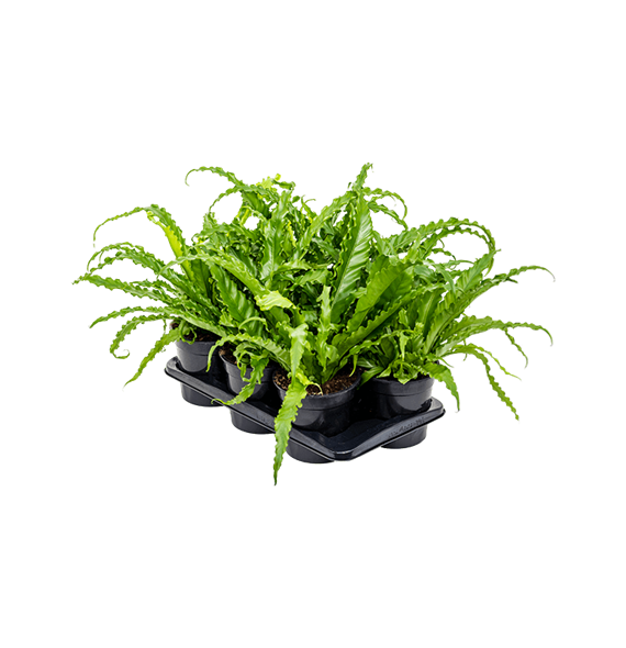 Asplenium antiquum 'Osaka' 6/tray 4ASPOBP10