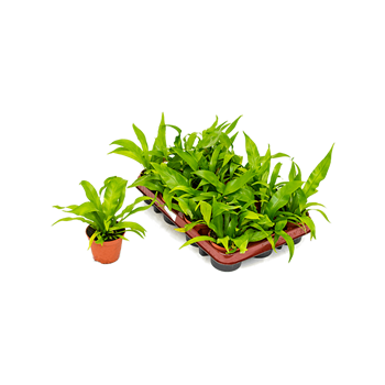 Asplenium antiquum 12/tray 4ASPABP60