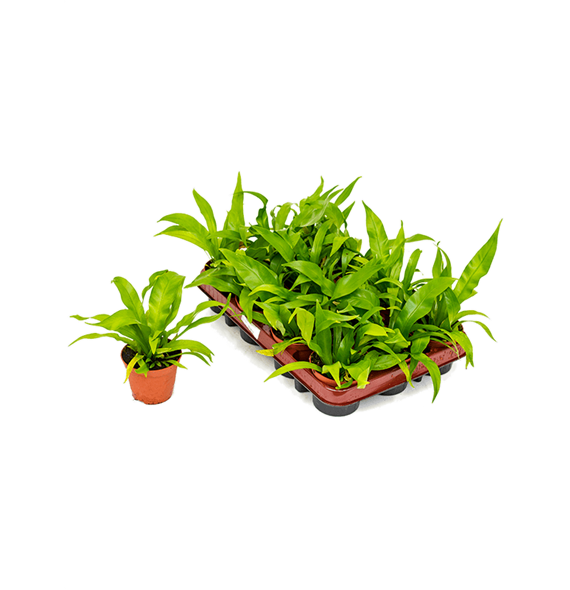 Asplenium antiquum 12/tray 4ASPABP60
