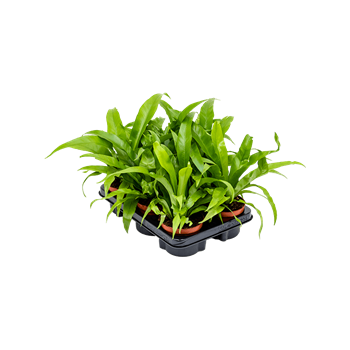 Asplenium antiquum 6/tray 4ASPABP06