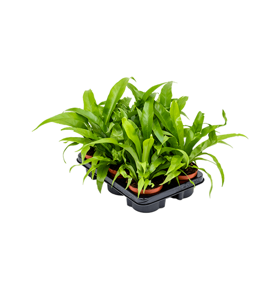 Asplenium antiquum 6/tray 4ASPABP06