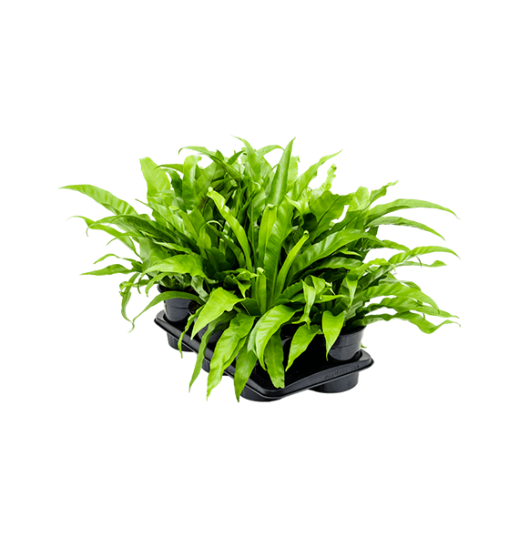 Asplenium antiquum 6/tray 4ASPABP10