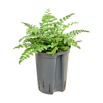 Asplenium dimorphum 'Parvati' 1ASPABP05