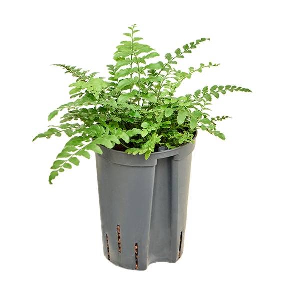 Asplenium dimorphum 'Parvati' 1ASPABP05