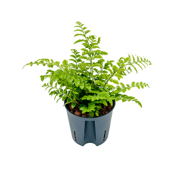 Asplenium dimorphum 'Parvati' 2ASPABP10