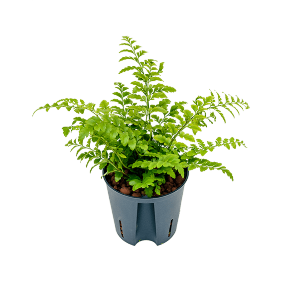 Asplenium dimorphum 'Parvati' 2ASPABP10