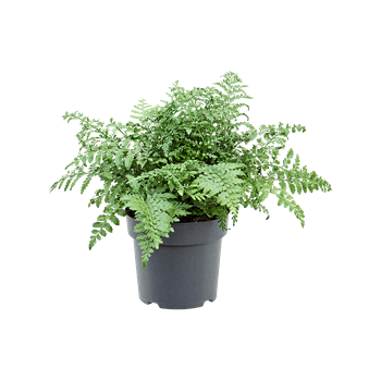 Asplenium dimorphum 'Parvati' 4ASPABU23