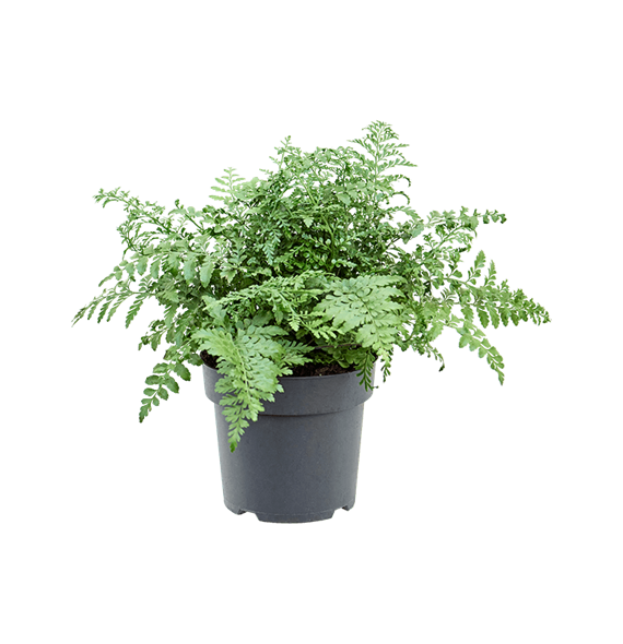 Asplenium dimorphum 'Parvati' 4ASPABU23