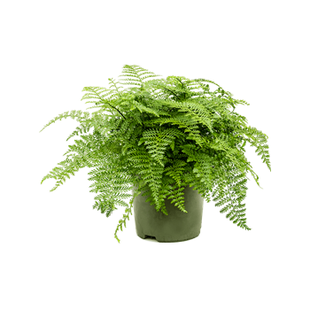 Asplenium dimorphum 'Parvati' 4ASPABU40