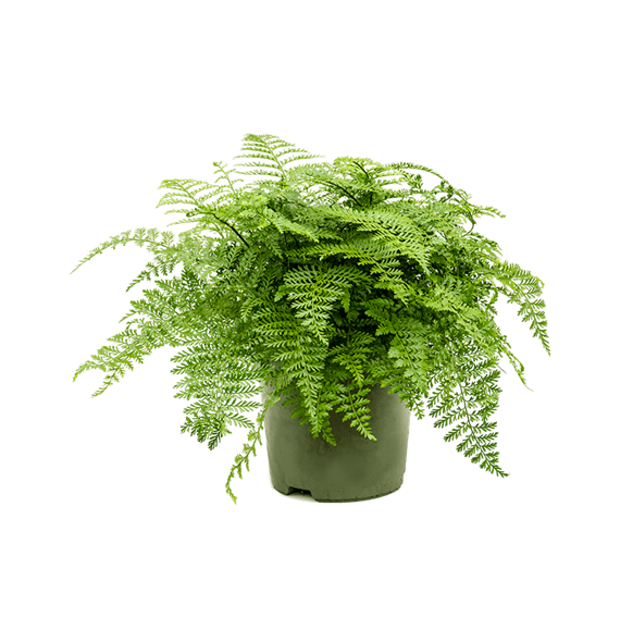 Asplenium dimorphum 'Parvati' 4ASPABU40