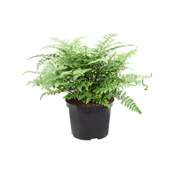 Asplenium dimorphum 'Parvati' 4ASPABU55