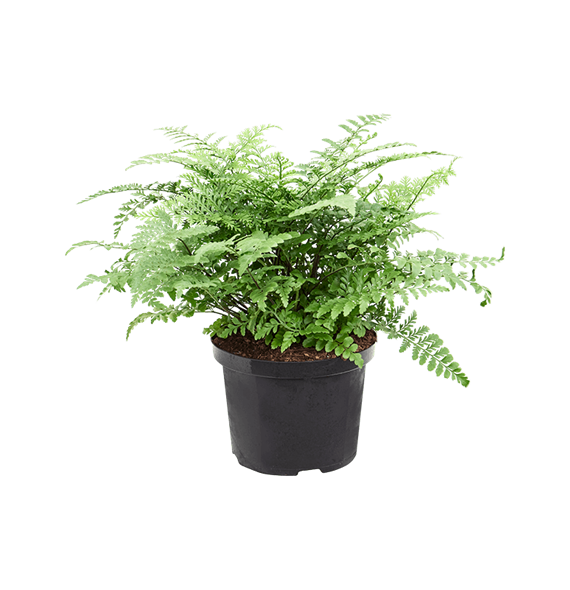 Asplenium dimorphum 'Parvati' 4ASPABU55