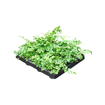 Asplenium dimorphum 'Parvati' 12/tray 4ASPABP07
