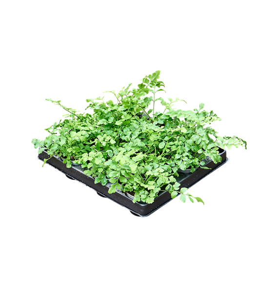 Asplenium dimorphum 'Parvati' 12/tray 4ASPABP07