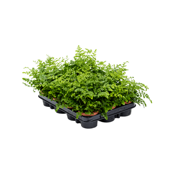 Asplenium dimorphum 'Parvati' 12/tray 4ASPABP09