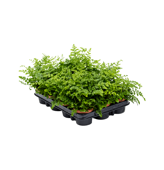 Asplenium dimorphum 'Parvati' 12/tray 4ASPABP09