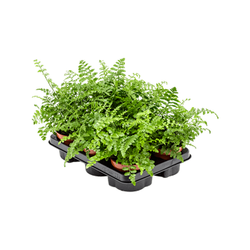 Asplenium dimorphum 'Parvati' 6/tray 4ASPABP12