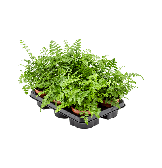 Asplenium dimorphum 'Parvati' 6/tray 4ASPABP12