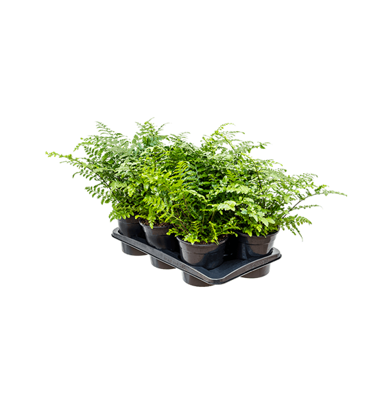 Asplenium dimorphum 'Parvati' 6/tray 4ASPABP17