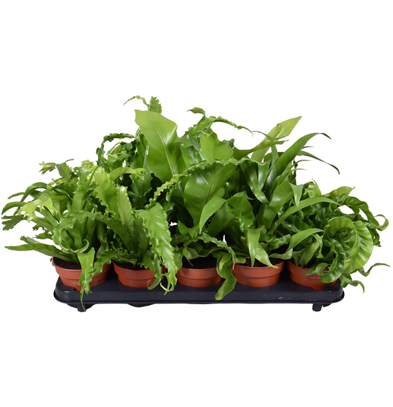 Asplenium mix F00005518