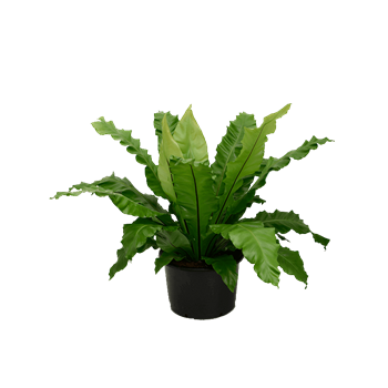 Asplenium nidus 4ASPNBU10