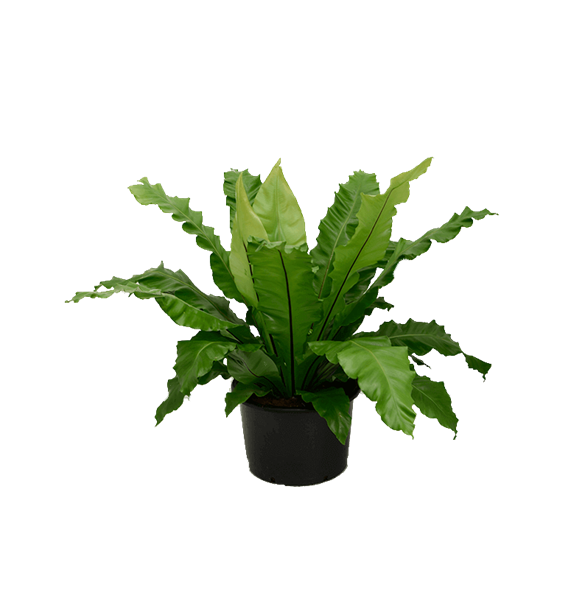 Asplenium nidus 4ASPNBU10