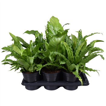 Asplenium mix F00005519