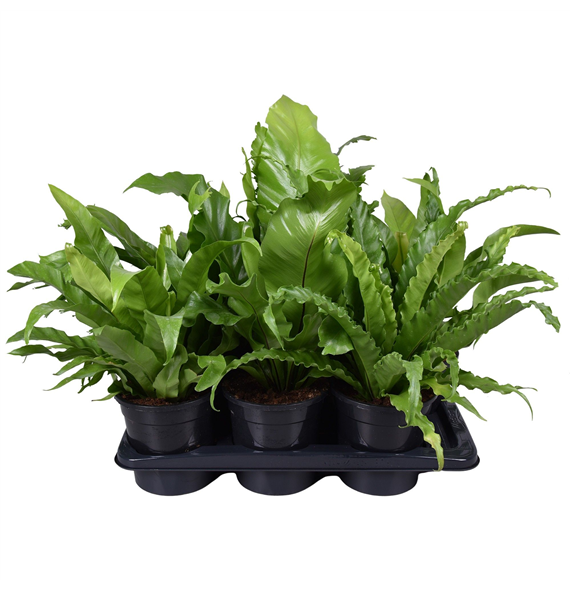 Asplenium mix F00005519