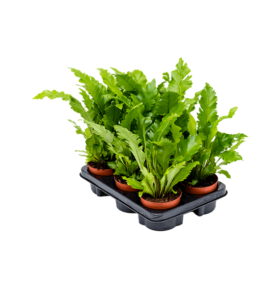 Asplenium nidus 'Campio' 6/tray 4ASCABP12