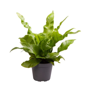 Asplenium nidus 'Crispy Wave' F00004987