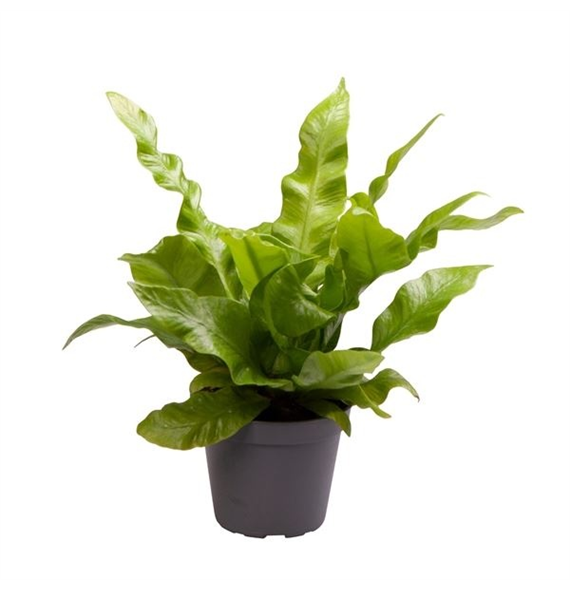 Asplenium nidus 'Crispy Wave' F00004987