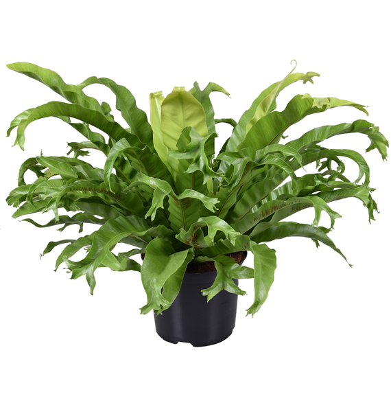 Asplenium nidus 'Crissie' F00002924