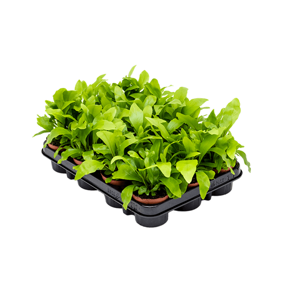 Asplenium nidus 21/tray 4ASPNBP60