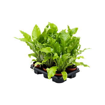 Asplenium nidus 6/tray 4ASPNBP05