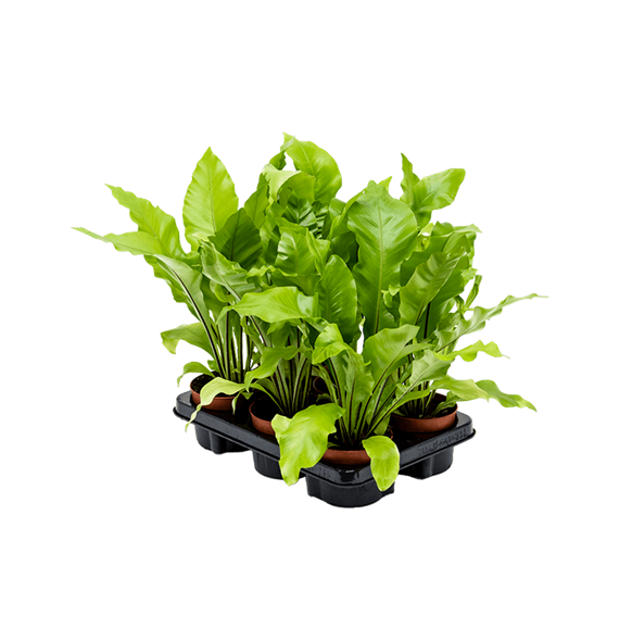 Asplenium nidus 6/tray 4ASPNBP05