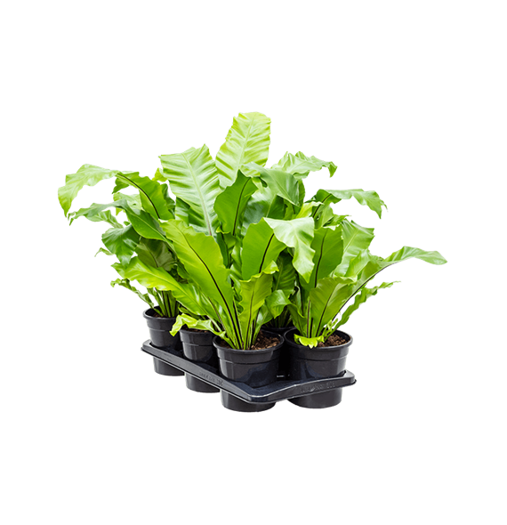 Asplenium nidus 6/tray 4ASPNBP10