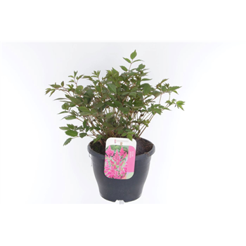 Astilbe arendsii 'Amerika' F00005493
