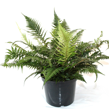 Athyrium spicatum F00003020
