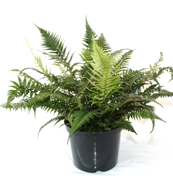 Athyrium spicatum F00003020