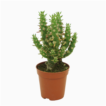 Austrocylindropuntia subulata F00001475