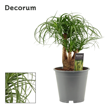 Nolina Beaucarnea F00000565