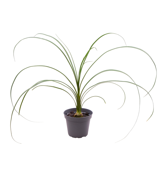 Nolina Beaucarnea Recurvata (Nolina) F00000893