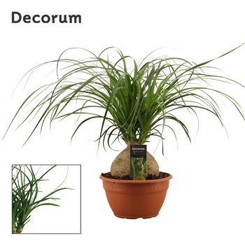 Nolina Beaucarnea bol F00000538
