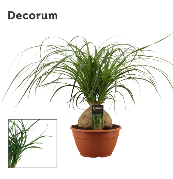 Nolina Beaucarnea bol F00000538
