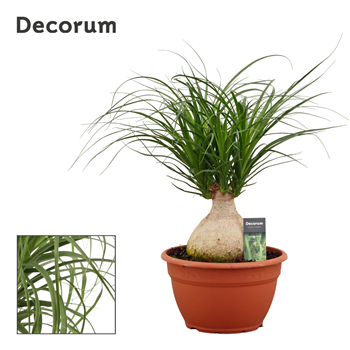 Nolina Beaucarnea bol F00000539
