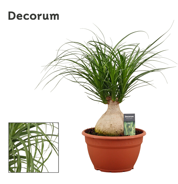 Nolina Beaucarnea bol F00000539