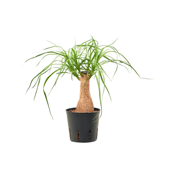 Nolina Beaucarnea recurvata 2BERERS13